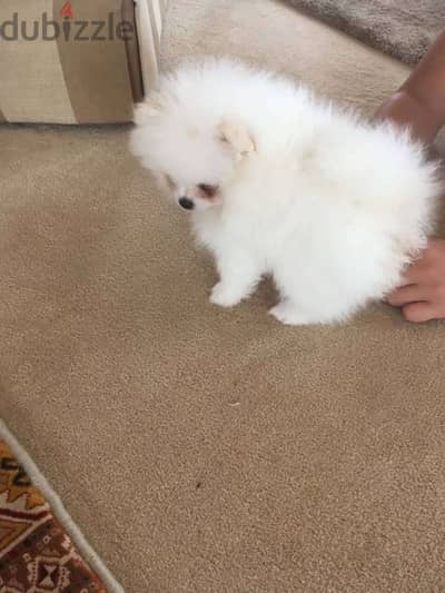 Home trained Pomeranian for sale