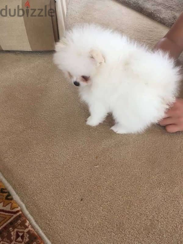 Home trained Pomeranian for sale 0