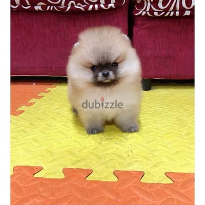 Playful Male Pomeranian for sale