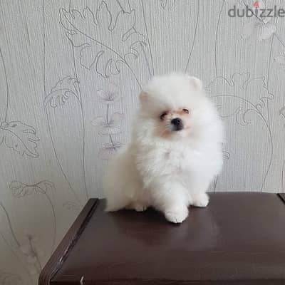 Active Pomeranian puppy for sale