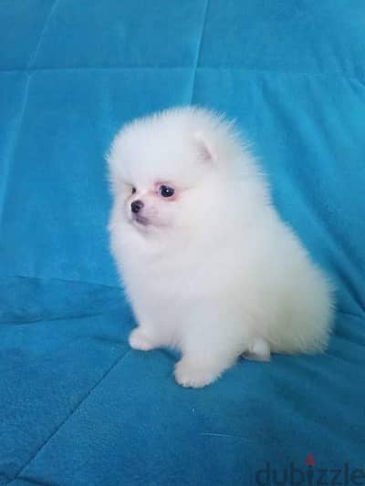 Purebred Pomeranian male for sale