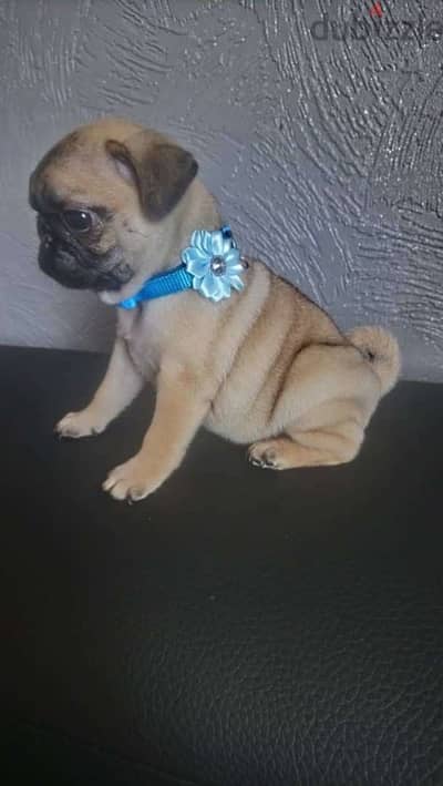 Male  Pug puppy for sale