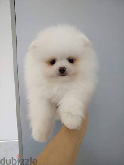 Trained Pomeranian for sale