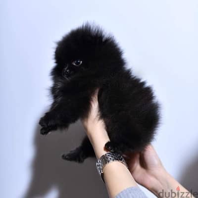 Black Male Pomeranian for sale