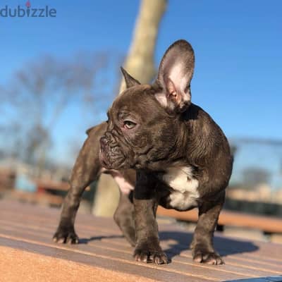 Male French Bulldog for sale