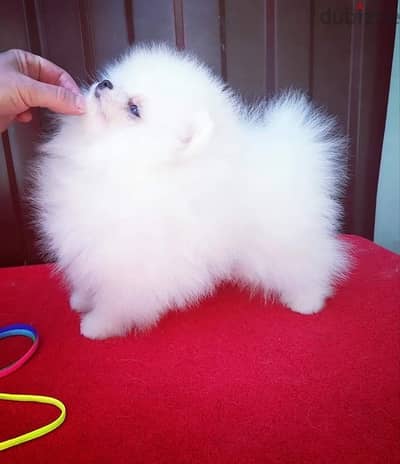 Female White Pomeranian for sale