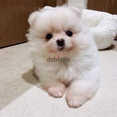 Indoors Pomeranian puppy for sale