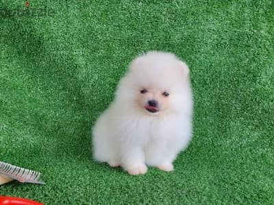 100% purebred Pomeranian for sale