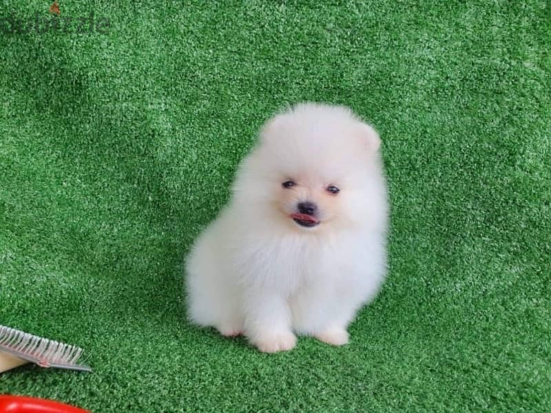 100% purebred Pomeranian for sale 0