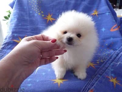 White Pomeranian for sale