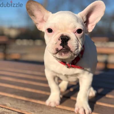 Female French Bulldog for sale