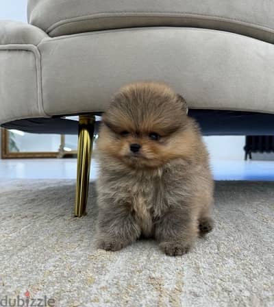 Male & female Pomeranian for sale