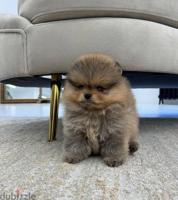 Male & female Pomeranian for sale 0