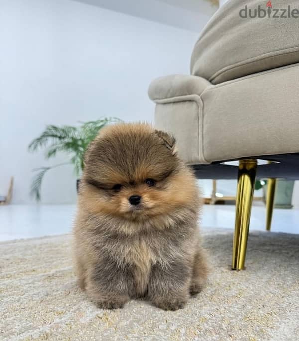 Male & female Pomeranian for sale 1