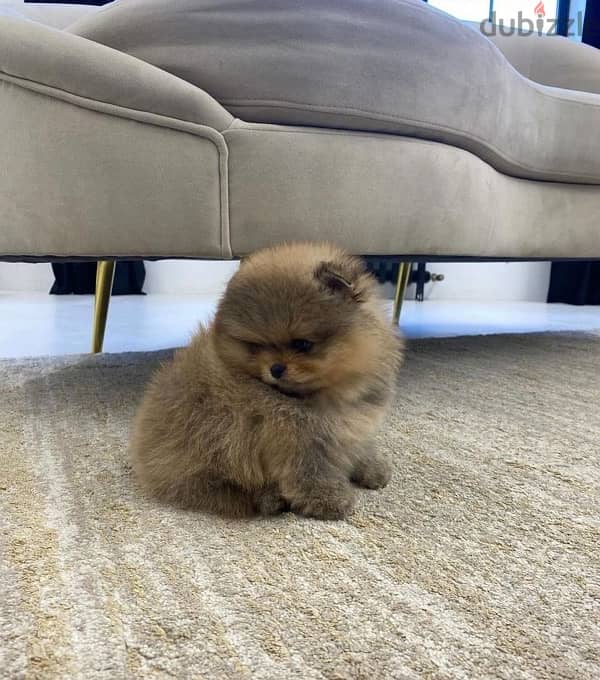 Male & female Pomeranian for sale 3