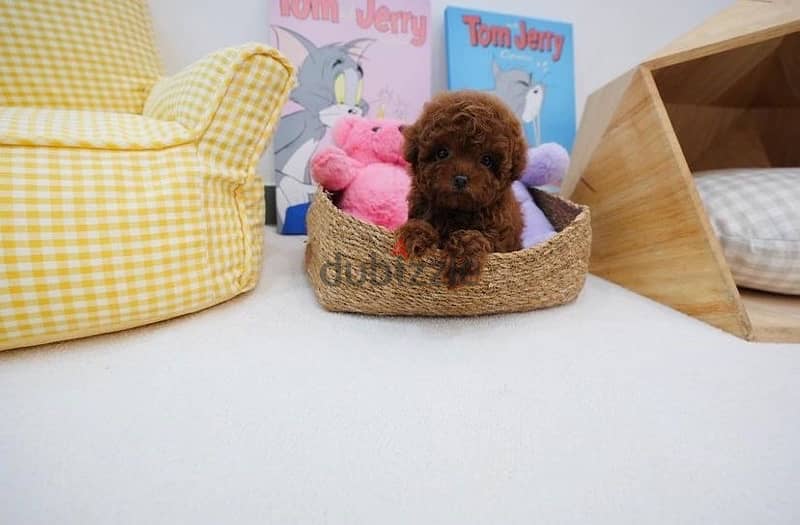 Female Poodle Tcup for sale 1