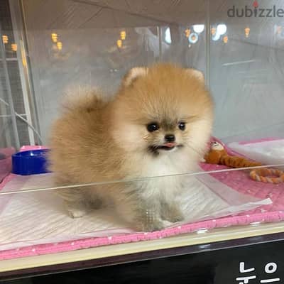 Trained Pomeranian puppy for sale