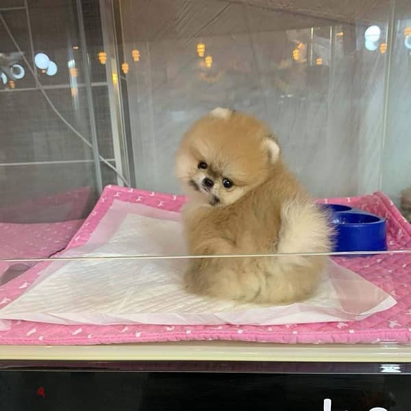 Trained Pomeranian puppy for sale 1