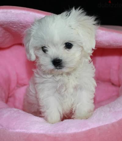 Trained Female Maltese for sale