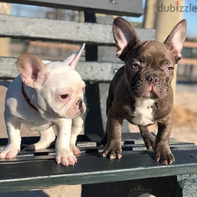 French Bulldog puppy’s for sale