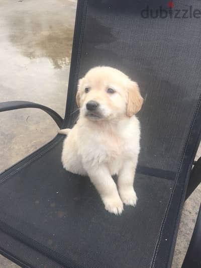 Trained Golden retriever for sale