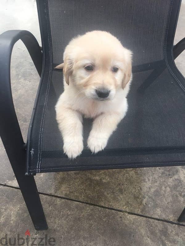 Trained Golden retriever for sale 1