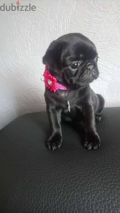 Black Pug puppy for sale