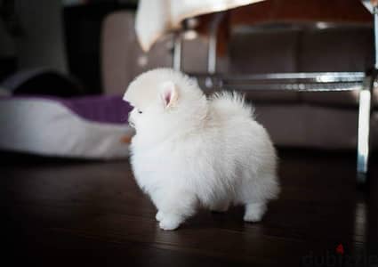 Purebred Pomeranian puppy for sale