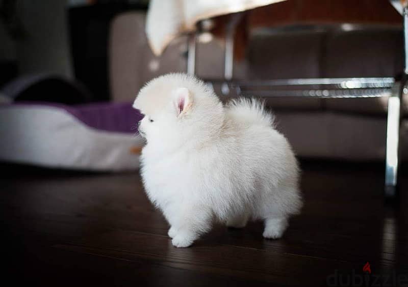 Purebred Pomeranian puppy for sale 0