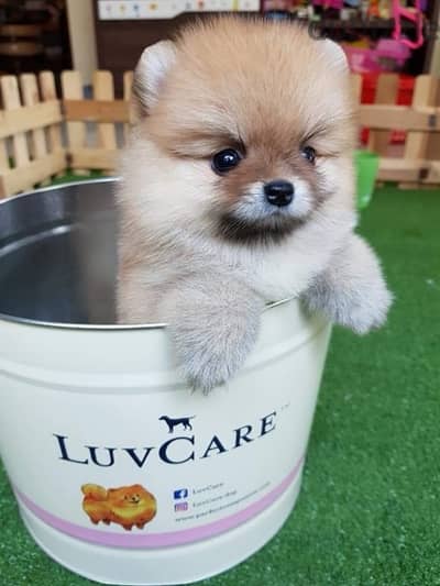 Male Cream Pomeranian for sale