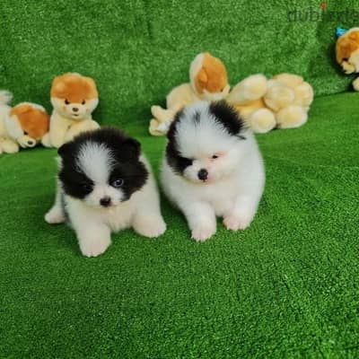 Twin Pomeranian for sale