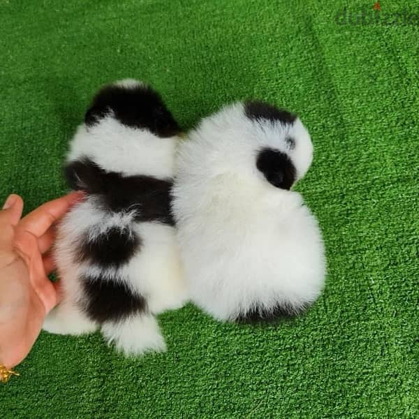 Twin Pomeranian for sale 1