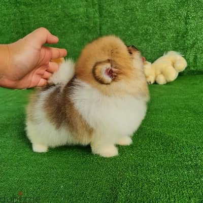 Pomeranian puppy for sale