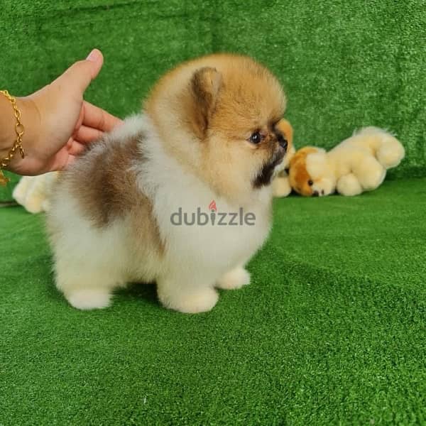 Pomeranian puppy for sale 1