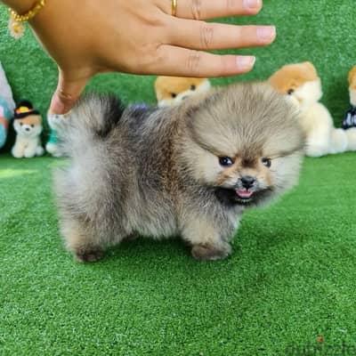 Tcup Pomeranian puppy for sale