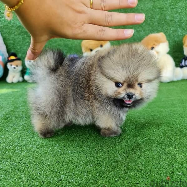 Tcup Pomeranian puppy for sale 0