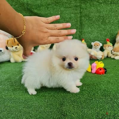 Purebred Pomeranian for sale