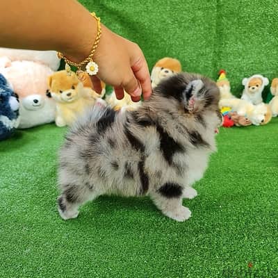 Tan Pomeranian puppy for sale