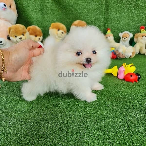 White Pomeranian for sale 0