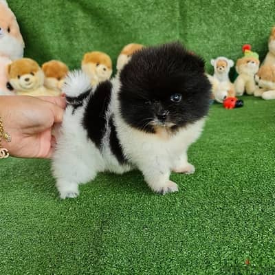 Purebred Pomeranian puppy for sale