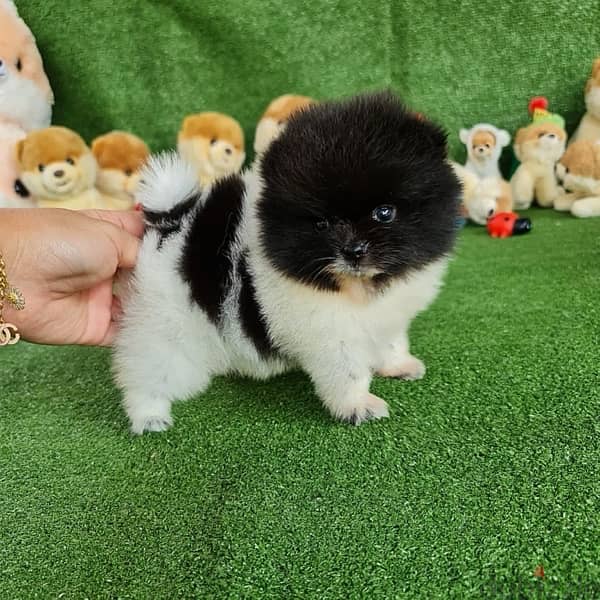 Purebred Pomeranian puppy for sale 0