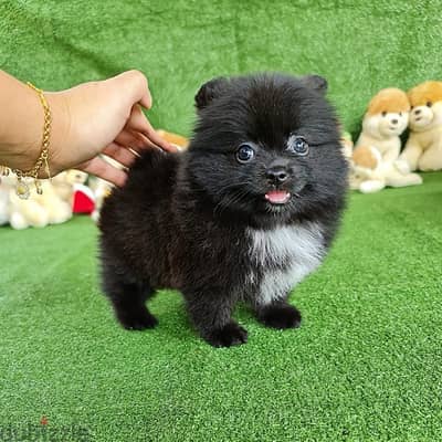 Black Color Pomeranian for sale