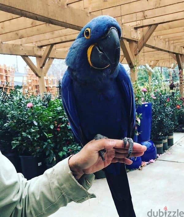 Whatsapp Me +966583921348 Hyacinth Macaws 1