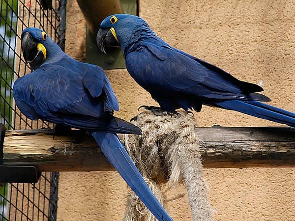 Whatsapp Me +966583921348 Hyacinth Macaws 1