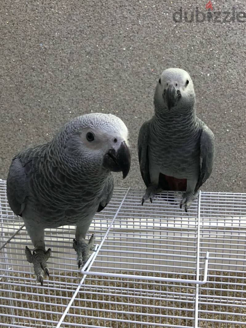 African Grey Parrot(Congo) 1