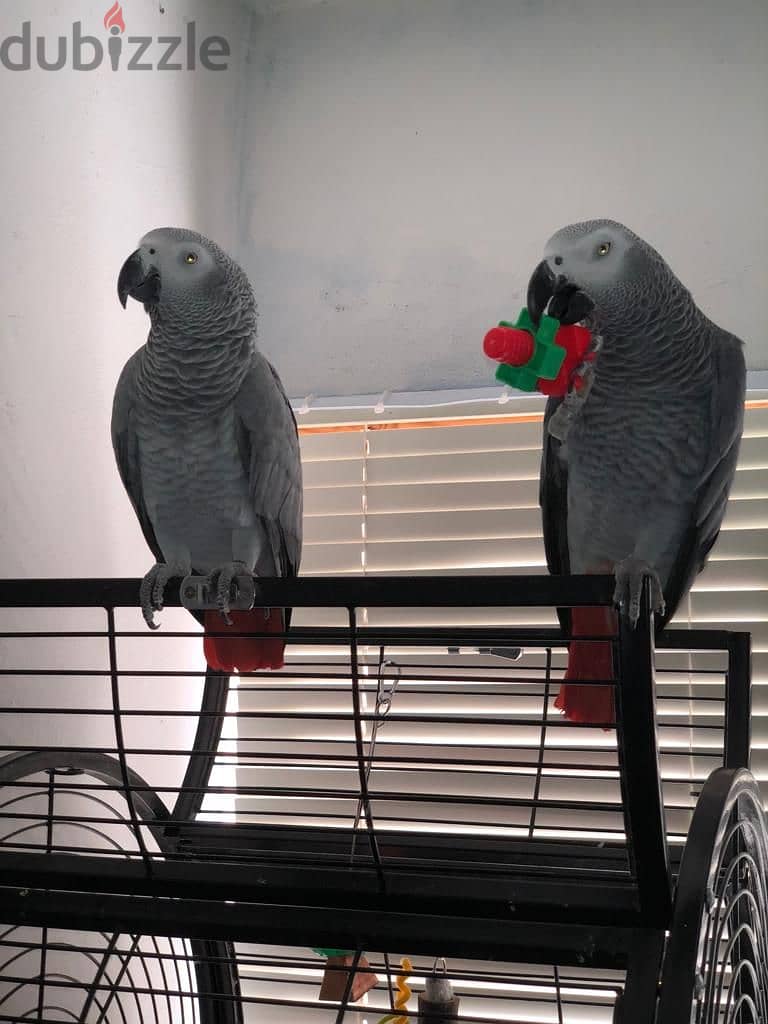 African Grey Parrot(Congo) 2