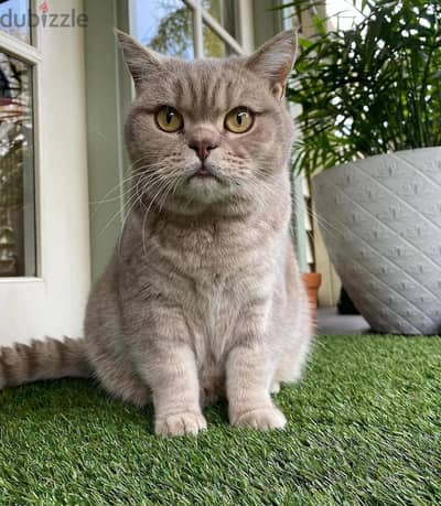 British shorthairs/) WhatsApp. +966568218820