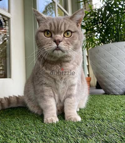 British shorthairs// WhatsApp. +966568218820