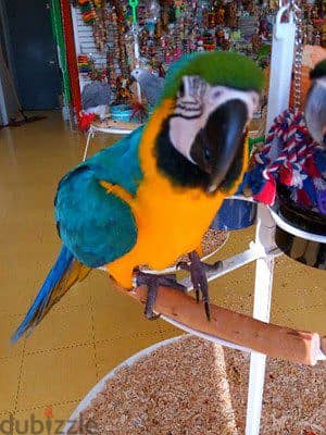 Whatsapp me +972553390216. Mascaw Parrots available 1