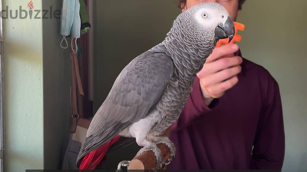 Whatsapp me +972553390216. African Grey Parrots available 1